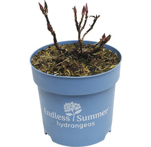 Endless Summer Hortensia in een pot