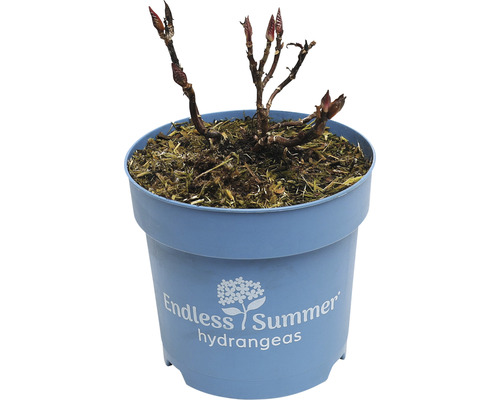 FLORASELF Boerenhortensia Hydrangea 'Endless Summer Summerlove' Purple potmaat Ø 14 cm H 5-10 cm