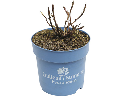 FLORASELF Boerenhortensia Hydrangea 'Endless Summer Original' White potmaat Ø 14 cm H 5-10 cm