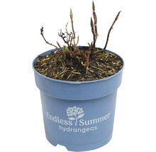 FLORASELF Boerenhortensia Hydrangea 'Endless Summer Original' Blue potmaat Ø 14 cm H 5-10 cm
