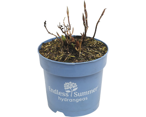 FLORASELF Boerenhortensia Hydrangea 'Endless Summer Original' Blue potmaat Ø 14 cm H 5-10 cm