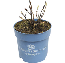 FLORASELF Boerenhortensia Hydrangea 'Endless Summer Twist-n-Shout' Blue potmaat Ø 14 cm H 5-10 cm