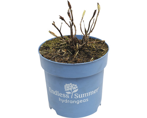 FLORASELF Boerenhortensia Hydrangea 'Endless Summer Twist-n-Shout' Blue potmaat Ø 14 cm H 5-10 cm