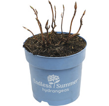 Endless Summer hortensia in pot