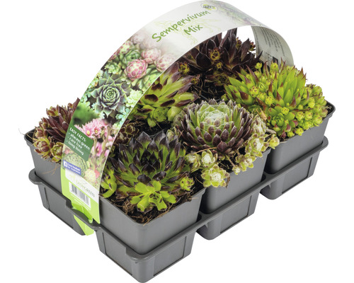 FLORASELF Rotsplant Sempervivum 6st FLORASELF Rotsplant Sempervivum 6st