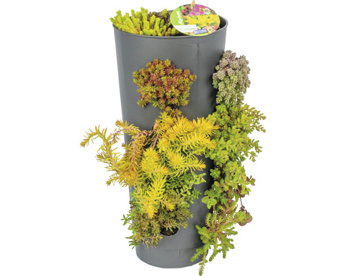 Verticale plantenbak met diverse Sedum planten
