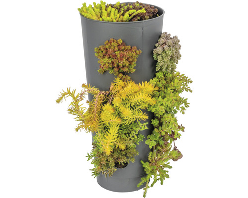 Verticale plantenbak beplant met vetplanten