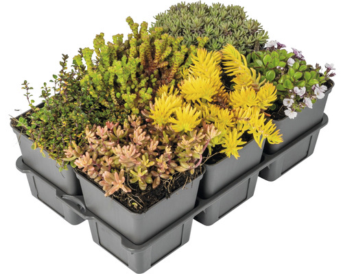 Begroeide dakcassette met verschillende soorten sedum