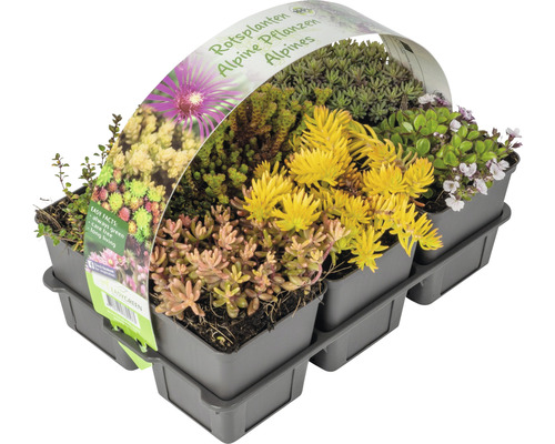 FLORASELF Rotsplanten mix 6st FLORASELF Rotsplanten mix 6st