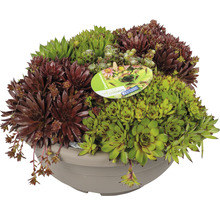 Huislook assortiment in een schaal
