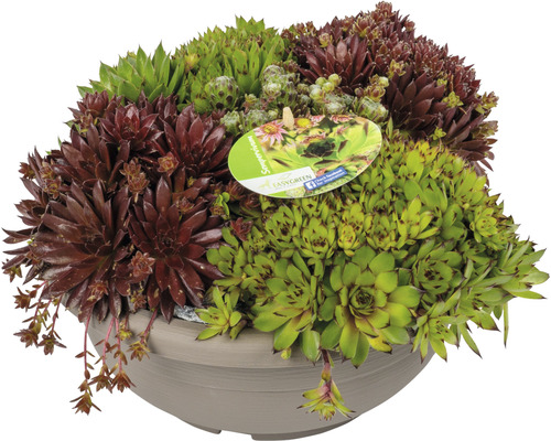 Huislook assortiment in een schaal