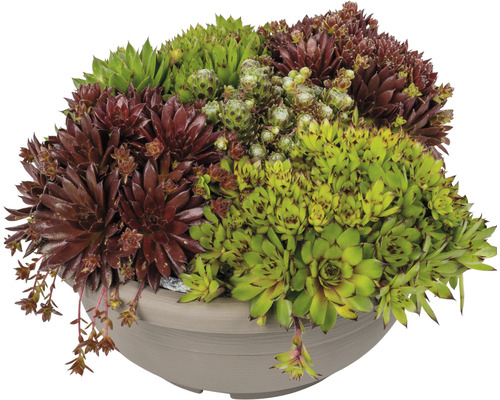 Verschillende soorten huislook in een pot