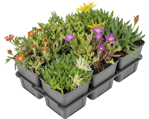 IJskruid in kweektpot