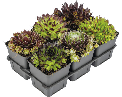 Zes Huislook planten in een kunststof bak.