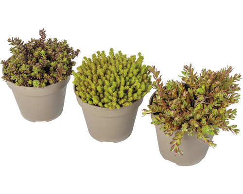 Drie Sedum planten in potten