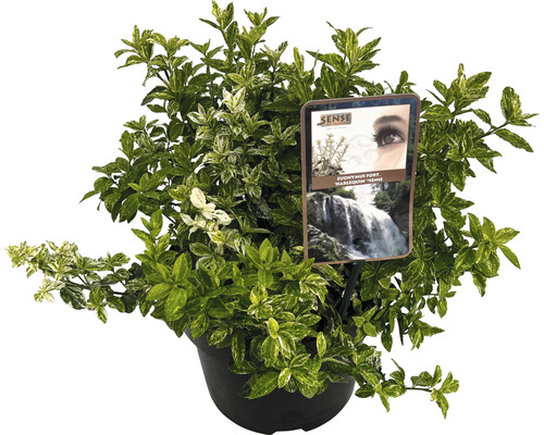 FLORASELF Kardinaalsmuts Euonymus fortunei 'Harlequin' potmaat Ø 23 cm H 20-25 cm Euonymus fortunei Harlequin in een pot
