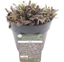 FLORASELF Koperknoopje Leptinella 'Patt’s Black' potmaat Ø 13 cm H 1-5 cm