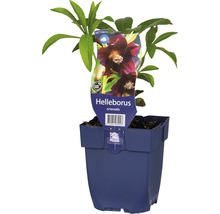 FLORASELF Kerstroos Helleborus orientalis Ø 11 cm
