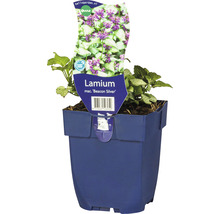 Lamium Beacon Silver in pot