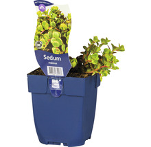 Sedum makinoi in een bloempot