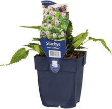 Stachys monieri ''Griffioen'' in pot