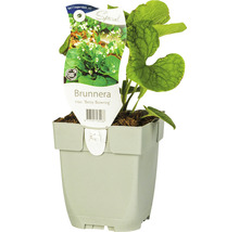 Brunnera plant in pot
