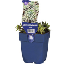 Huislook Sempervivum Aquila in pot