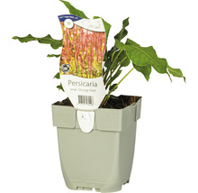 Duizendknoop ''Orange Field'' in een pot