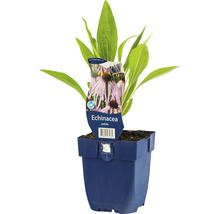 Echinacea pallida in pot