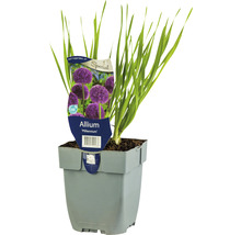 FLORASELF Sierui Allium 'Millenium' potmaat Ø 11 cm H 5-20 cm