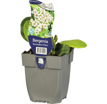 Schoenlappersplant ''Bressingham White'' in pot