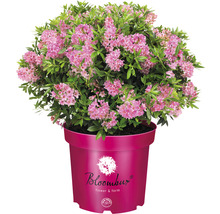 Bloeiende azalea in pot