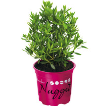Bloemheester Nugget in pot