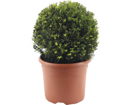 FLORASELF Venijnboom Taxus baccata H 30-32 cm FLORASELF Venijnboom Taxus baccata H 30-32 cm