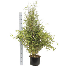 Bamboeplant in pot met meetschaal