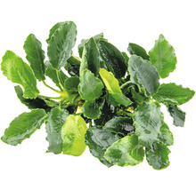 Aquariumplant met groene bladeren
