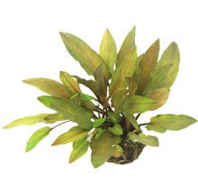 Aquariumplant met langwerpige bladeren