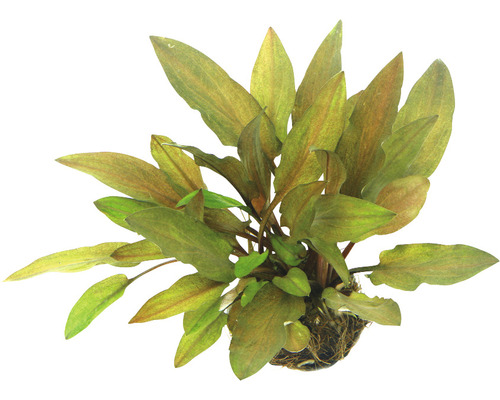 DENNERLE Waterplant Cryptocoryne Walkeri Legroi