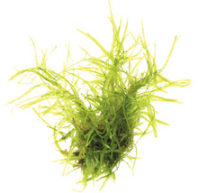 DENNERLE Waterplant Taxiphyllum Alternans Taiwan