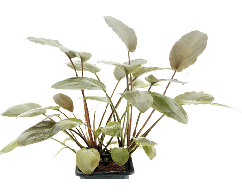 DENNERLE Waterplant Lagenandra Meebolt II rood XL