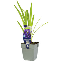 Kaapse lelie in pot