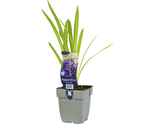 FLORASELF Liefdesbloem Agapanthus 'Pretty Heidy' potmaat Ø 11 cm H 5-20 cm Kaapse lelie in pot
