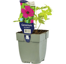 Geranium Ann Folkard in pot