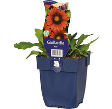 Gaillardia plant in pot
