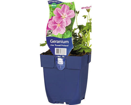 FLORASELF Ooievaarsbek Geranium x riversleaianum 'Russel Prichard' Ø 11 cm Geranium Russell Prichard in een pot