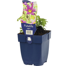 Wildemanskruid in pot