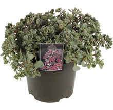 Vetkruid in pot