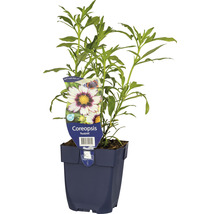 Coreopsis Redshift in blauwe pot
