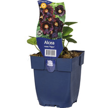 Alcea rosea Nigra in pot