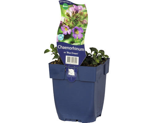 FLORASELF Dwergleeuwebek Chaenorhinum origanifolium 'Blue Dream' Ø 11 cm